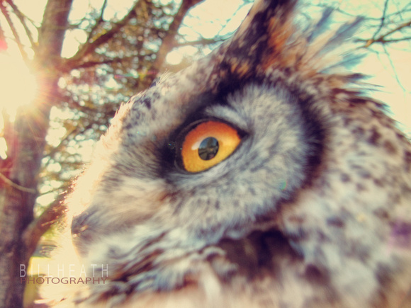 Horned Owl 1