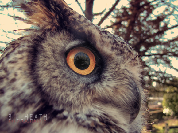 Horned Owl 2